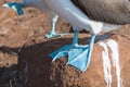 Close Up of feet of Blue footed booby, North Seymour, Galapagos Islands, Ecuador