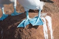 Close Up of feet of Blue footed booby, North Seymour, Galapagos Islands, Ecuador