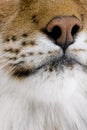 Close-up on a feline's snout - Eurasian Lynx