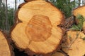 Close-up of felled coniferous logs. Deforestation, industrial logging