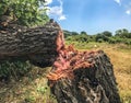 Close up of Felled Tree in the forest Royalty Free Stock Photo