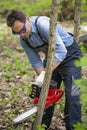 Close up feller in working uniform sawing young tree with chainsaw in forest