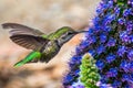Close up of female Anna`s Hummingbird Royalty Free Stock Photo