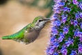 Close up of female Anna`s Hummingbird Royalty Free Stock Photo