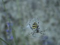 Close up female of Argiope bruennichi, wasp spider on her web on levander flower. Yellow black striped zebra spider Royalty Free Stock Photo