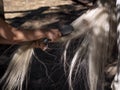 Close up of female arm combing the tail of a white andalusian horse in summer. Royalty Free Stock Photo