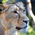 Lioness head close up Royalty Free Stock Photo