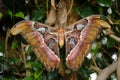 Close-up of a female Attacus atlas or Atlas moth Royalty Free Stock Photo