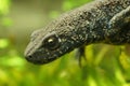 Close up of the female Balkan crested newt Buresch's crested newt ( Triturus ivanbureschi )