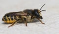 Close up of a female banded bee , Megachile ericetorum resting o