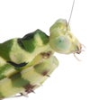 Close-up of Female Banded Flower Mantis