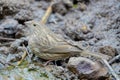 Female Beautiful Rosefinch