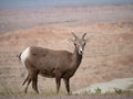 Close Up of a Female Bighorn Sheep in Badlands National Park Royalty Free Stock Photo