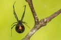 Southern Black Widow Spider - Latrodectus mactans Royalty Free Stock Photo