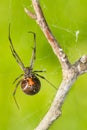 Southern Black Widow Spider - Latrodectus mactans Royalty Free Stock Photo