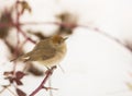 Female Blackcap close-up Royalty Free Stock Photo