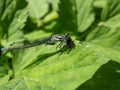 Close-up of the female blue form of the azure damselfly (Coenagrion puella) eating it\'s prey on a green leaf