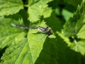 Close-up of the female blue form of the azure damselfly (Coenagrion puella) eating it\'s prey on a green leaf