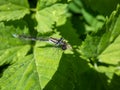 Close-up of the female blue form of the azure damselfly (Coenagrion puella) eating it\'s prey on a green leaf