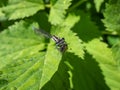 Female blue form of the azure damselfly (Coenagrion puella) eating it\'s prey on a green leaf. Macro of an insect