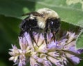 Close up of a female Bombus impatiens Bumble Bee feeding a purple lavender flower. Royalty Free Stock Photo