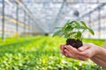 Hands of female botanist holding seedling in plant nursery Royalty Free Stock Photo