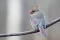 Close-up of a female cardinal (Cardinalis cardinalis) perched on a branch with copy-space