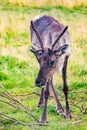 Close up female caribou portrait in Alaska National park Royalty Free Stock Photo