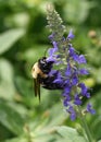 Close-up of a female Carpenter Bee, Xylocopa virginica, feeding on a Salvia flower Royalty Free Stock Photo