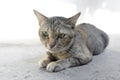 Close-up of The female cat brown tabby cat has a collar sitting on the outdoor. Royalty Free Stock Photo