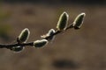 A close up of female catkins of Salix caprea goat willow, pussy willow or great sallow Royalty Free Stock Photo