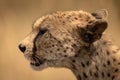 Close-up of female cheetah face in profile Royalty Free Stock Photo