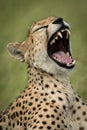 Close-up of female cheetah in grass yawning Royalty Free Stock Photo