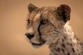 Close-up of female cheetah head and neck