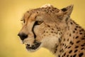 Close-up of female cheetah with mouth open