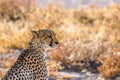 A close up of a female cheetah sitting in spectacular light looking alert, Onguma Game Reserve, Namibia. Royalty Free Stock Photo