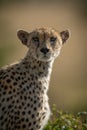 Close-up of female cheetah watching camera