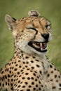 Close-up of female cheetah yawning in grass Royalty Free Stock Photo