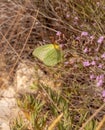 Close up of a female Cleopatra butterfly gonepteryx cleopatra italica in Gargano National Park, Apulia, Italy