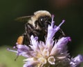 Close up of female Common Eastern Bumble Bee (Bombus impatiens) Royalty Free Stock Photo