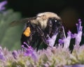 A close-up of a female Common Eastern Bumble Bee (Bombus impatiens) feeding on a purple flower. Royalty Free Stock Photo