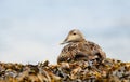 Close-up of a female common eider lying on the seaweed Royalty Free Stock Photo