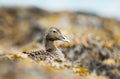 Close-up of a female common eider lying in seaweeds Royalty Free Stock Photo