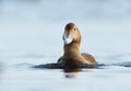 Close-up of a female common eider Royalty Free Stock Photo