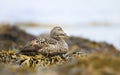Close-up of a female common eider in seaweed Royalty Free Stock Photo