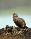 Close up of a female common eider in seeweed with chicks Royalty Free Stock Photo