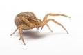 Close up of a female, common ground, Crab Spider,Xysticus cristatus
