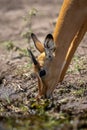 Close-up of female common impala eating weeds Royalty Free Stock Photo