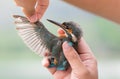 Close up Female Common kingfisher Alcedo atthis in researcher hand.