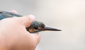 Female Common kingfisher (Alcedo atthis) in researcher hand after released it from catch net.